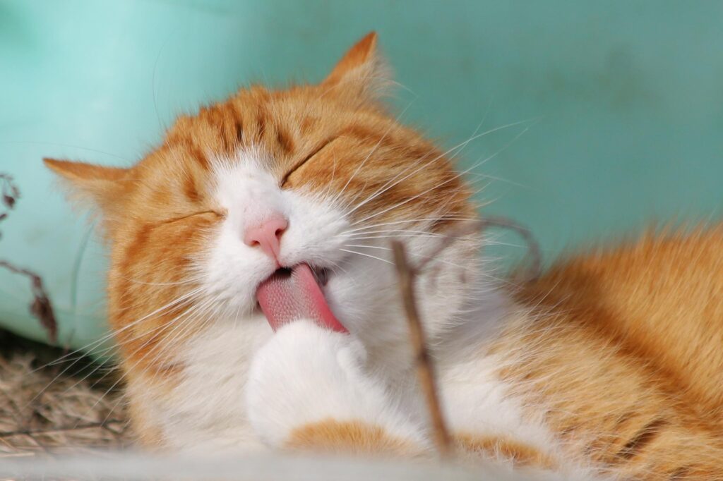 Katzenversicherung: Der Ratgeber für optimalen Schutz Ihrer Samtpfote Katzenversicherung: Der Ratgeber für optimalen Schutz Ihrer Samtpfote