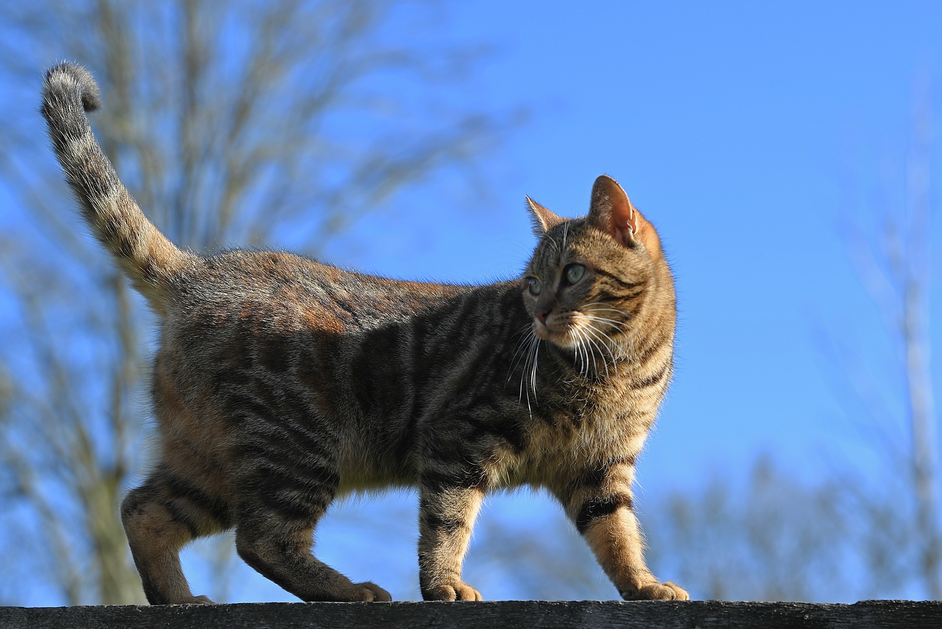 Pfotenglück on Tour