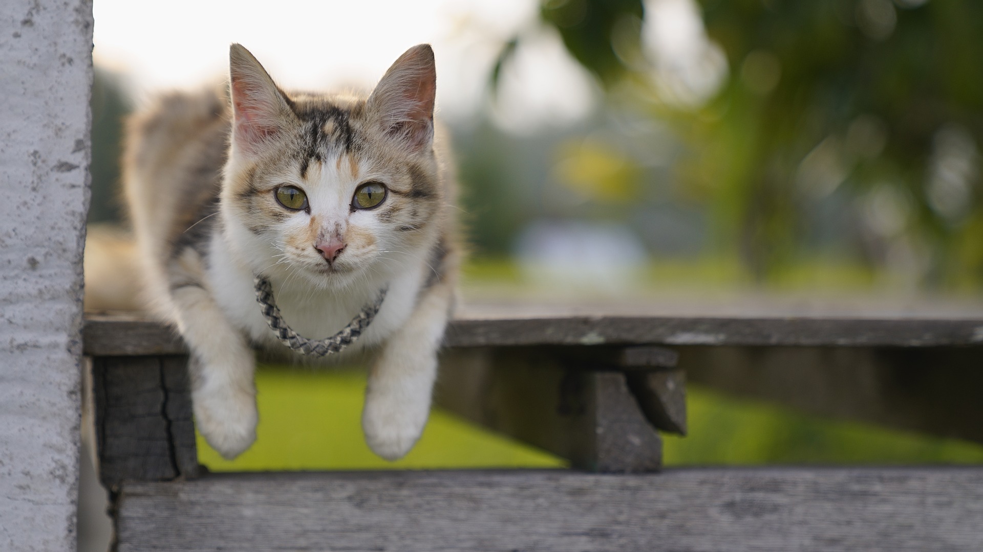 Pfotenglück on Tour