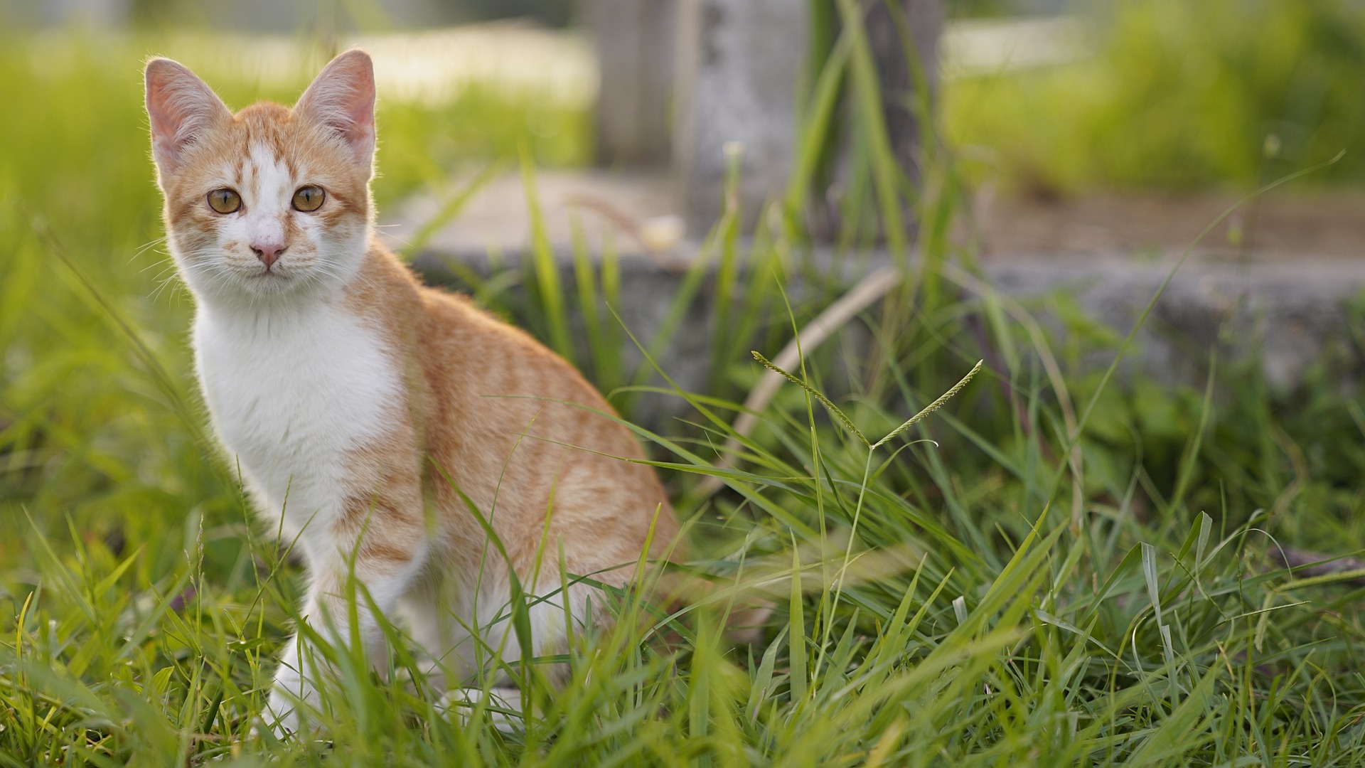 Pfotenglück on Tour