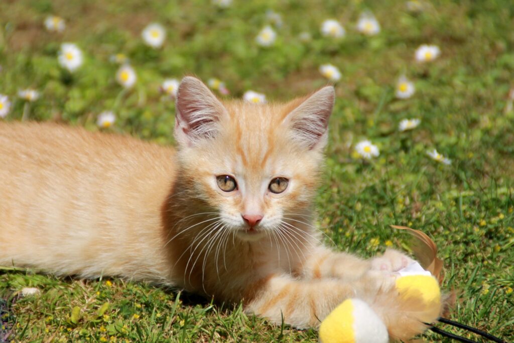 Katzenadoption: Ein neues Zuhause für ein neues Leben Katzenadoption: Ein neues Zuhause für ein neues Leben